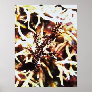 Ghost Pipefish von Komodo Poster