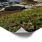 Ghost Tree - Landschaftliches 17-Mile-Laufwerk #2- Poster (Ecke)