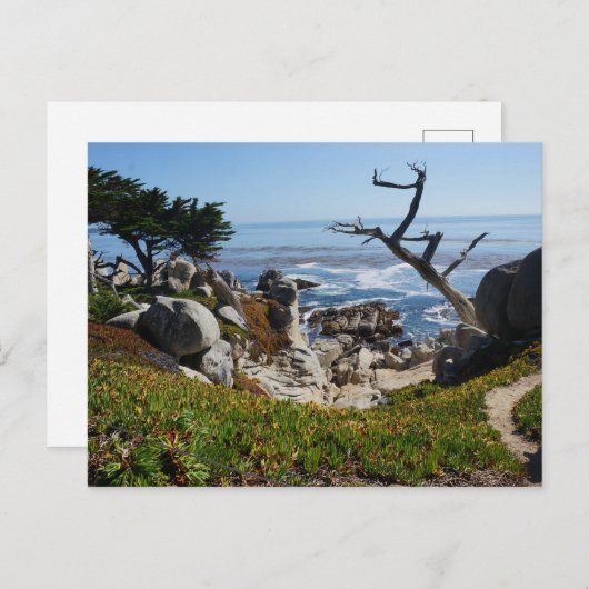 Ghost Tree - Landschaftliches 17-Mile-Laufwerk #2  Postkarte (Vorne/Hinten)