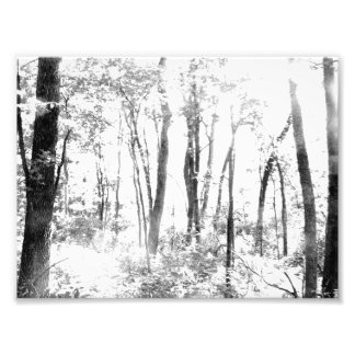 Ghosted Forest Fotodruck