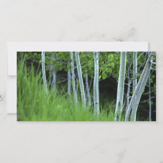 Ghosttree
