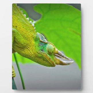 Giant 3 Horned Chameleon Fotoplatte