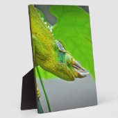 Giant 3 Horned Chameleon Fotoplatte (Seite)