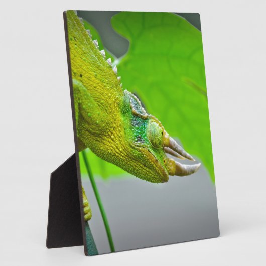 Giant 3 Horned Chameleon Fotoplatte (Seite)