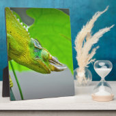 Giant 3 Horned Chameleon Fotoplatte (Seite)