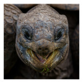 Giant Aldabra Tortoise Jigsaw Puzzle Poster (Vorderseite)