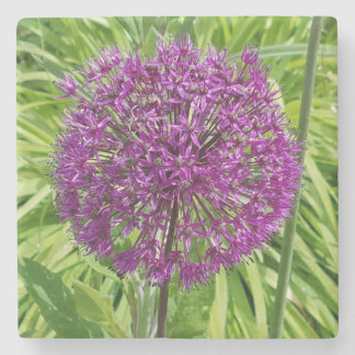 Giant Allium Blume Untersetzer