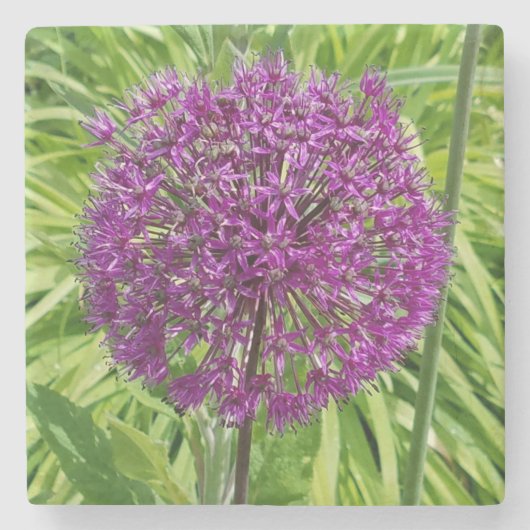 Giant Allium Blume Untersetzer (Vorderseite)