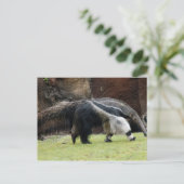 Giant Ant Eater4x6 Postkarte (Stehend Vorderseite)