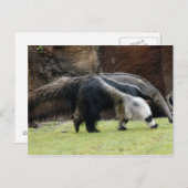 Giant Ant Eater4x6 Postkarte (Vorne/Hinten)