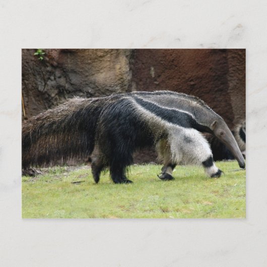 Giant Ant Eater4x6 Postkarte (Vorderseite)