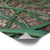 Giant Anteater Foto Poster (Ecke)