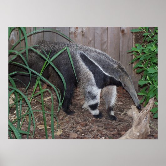 Giant Anteater Foto Poster (Vorne)