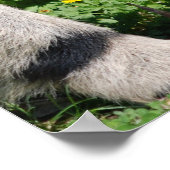 Giant Anteater Foto Poster Print (Ecke)
