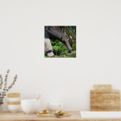 Giant Anteater Foto Poster Print (Küche)