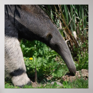 Giant Anteater Foto Poster Print