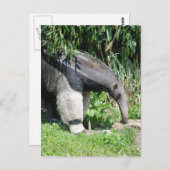 Giant Anteater Postcard Postkarte (Vorne/Hinten)