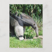 Giant Anteater Postcard Postkarte (Vorderseite)