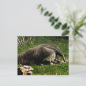 Giant Anteater Postcard Postkarte (Stehend Vorderseite)