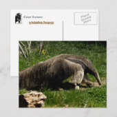 Giant Anteater Postcard Postkarte (Vorne/Hinten)