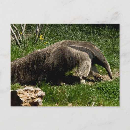 Giant Anteater Postcard Postkarte (Vorderseite)