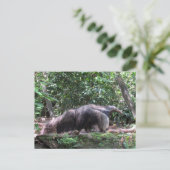 Giant Anteater Postcard Postkarte (Stehend Vorderseite)