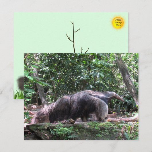 Giant Anteater Postcard Postkarte (Vorne/Hinten)