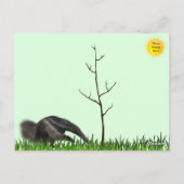 Giant Anteater Postcard Postkarte (Rückseite)