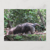 Giant Anteater Postcard Postkarte (Vorderseite)