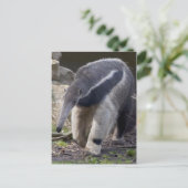 Giant Anteater Postcard Postkarte (Stehend Vorderseite)