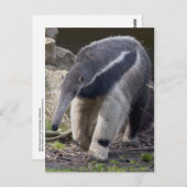 Giant Anteater Postcard Postkarte (Vorne/Hinten)