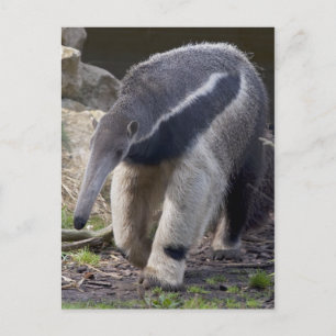 Giant Anteater Postcard Postkarte