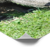 Giant Anteater Poster (Ecke)