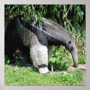 Giant Anteater Poster
