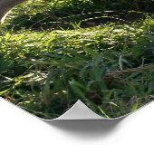 Giant Anteater Poster Print (Ecke)