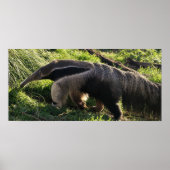 Giant Anteater Poster Print (Vorne)