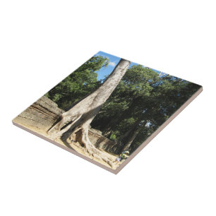 Giant Banyan Tree ... Ta Prohm Temple, Kambodscha Fliese