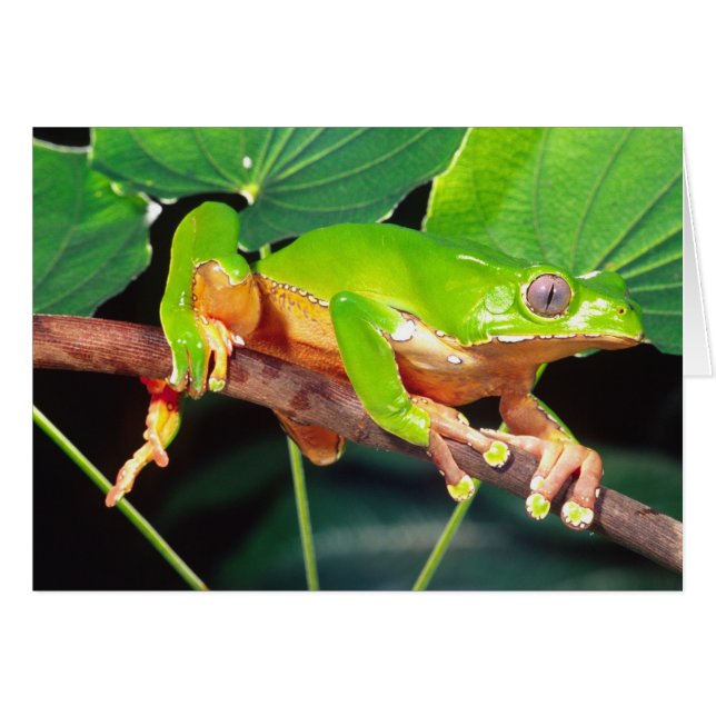 Giant Bicolor Monkey Treefrog, Phyllomedusa (Vorderseite (Horizontal))