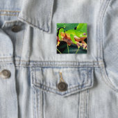 Giant Bicolor Monkey Treefrog, Phyllomedusa Button (Beispiel)