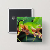 Giant Bicolor Monkey Treefrog, Phyllomedusa Button (Vorne & Hinten)