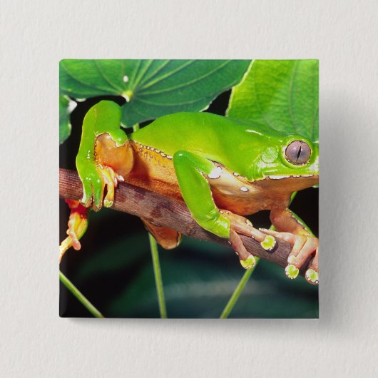 Giant Bicolor Monkey Treefrog, Phyllomedusa Button (Vorderseite)