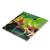 Giant Bicolor Monkey Treefrog, Phyllomedusa Fliese (Seite)