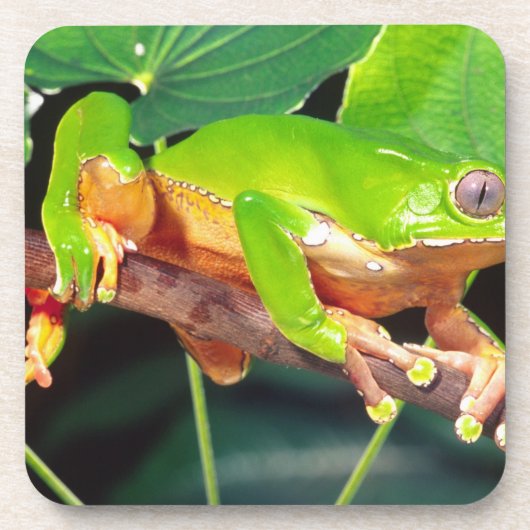 Giant Bicolor Monkey Treefrog, Phyllomedusa Getränkeuntersetzer (Vorderseite)