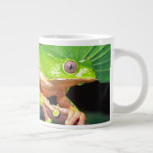 Giant Bicolor Monkey Treefrog, Phyllomedusa Jumbo-Tasse (Rechts)