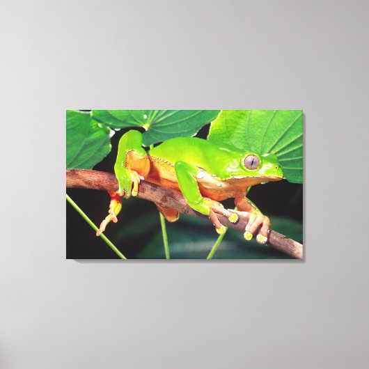 Giant Bicolor Monkey Treefrog, Phyllomedusa Leinwanddruck (Vorderseite)