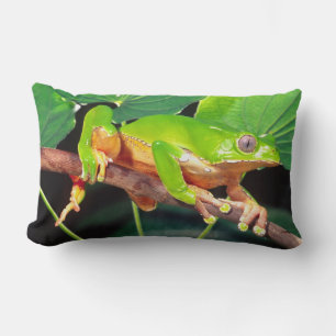 Giant Bicolor Monkey Treefrog, Phyllomedusa Lendenkissen