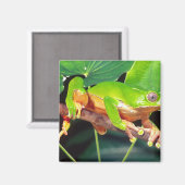 Giant Bicolor Monkey Treefrog, Phyllomedusa Magnet (Vorderseite/Rückseite)