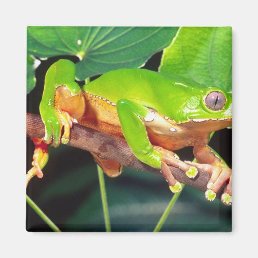Giant Bicolor Monkey Treefrog, Phyllomedusa Magnet (Vorne)