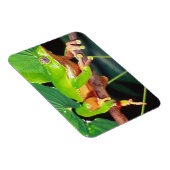 Giant Bicolor Monkey Treefrog, Phyllomedusa Magnet (Rechte Seite)