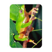 Giant Bicolor Monkey Treefrog, Phyllomedusa Magnet (Vertikal)